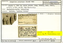 Karteikarte zum Syntyp von Lingulina propinqua Stache, 1864